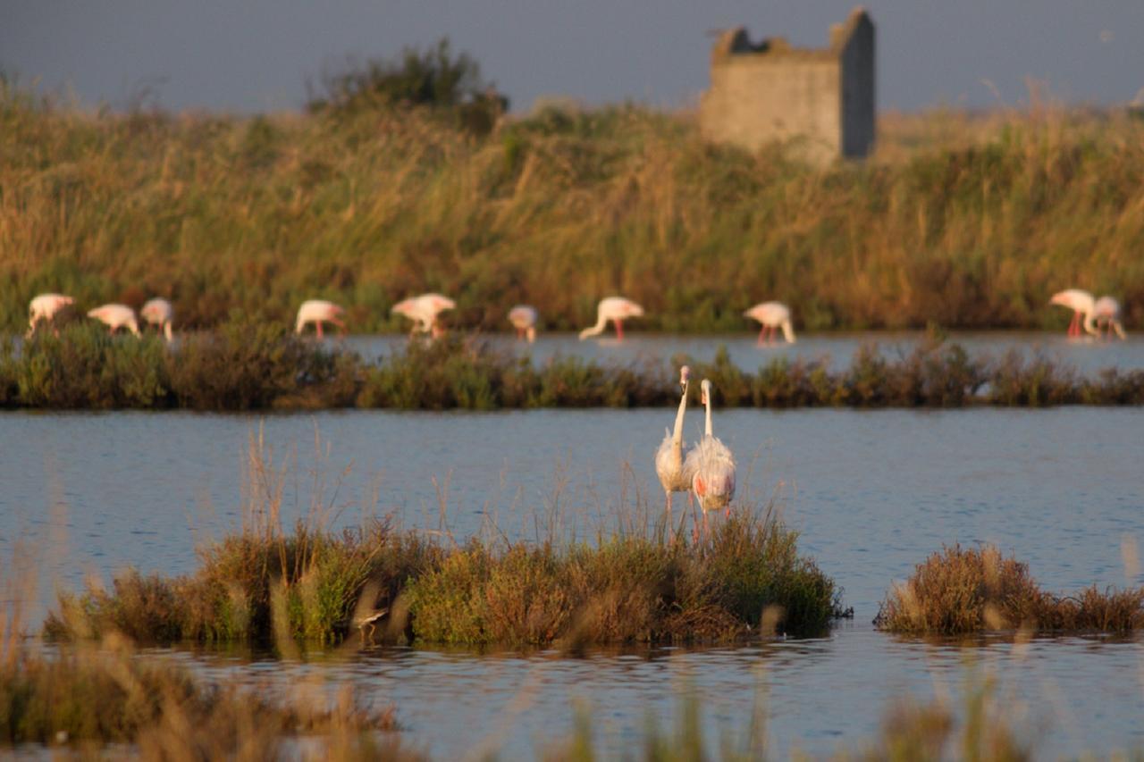 Agriturismo Valle Isola "La Tana Del Gusto" Comacchio Zewnętrze zdjęcie